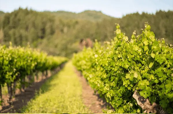 Cosentino Winery
